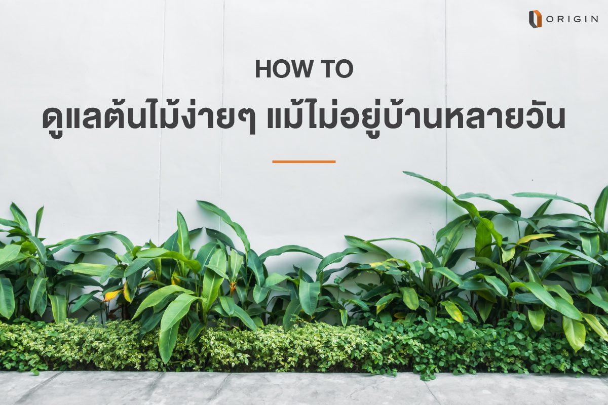 How to ดูแลต้นไม้ง่ายๆ